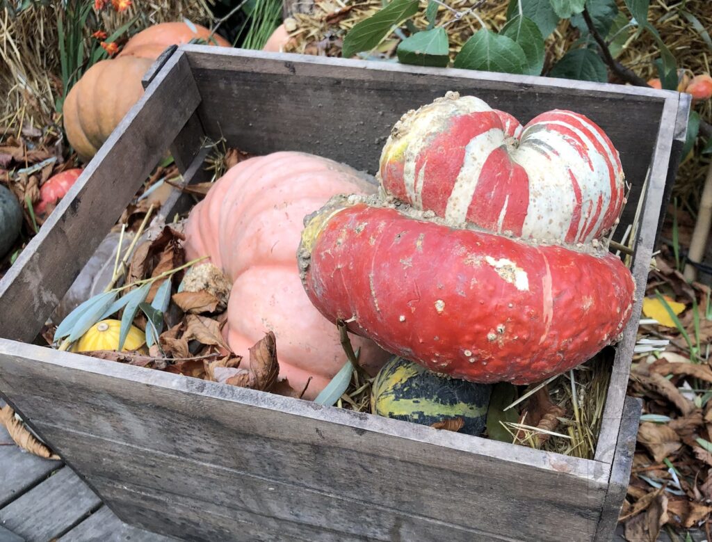 efterår suppe og græskar