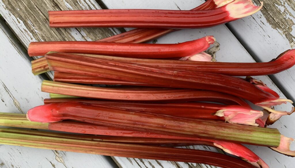 Rabarber fra haven